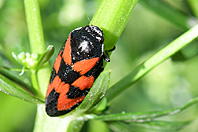 Cercopis vulnerata